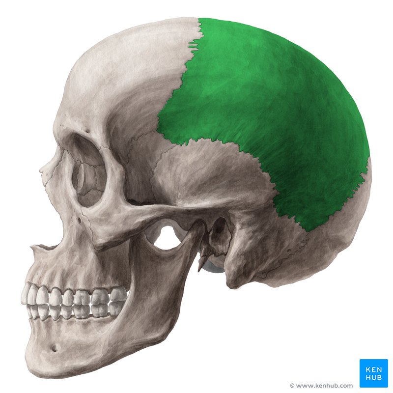 parietal