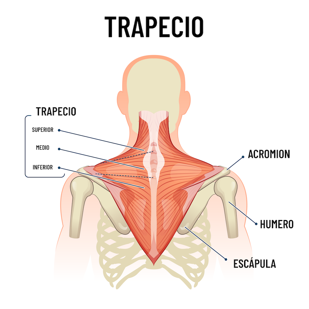 trapecio