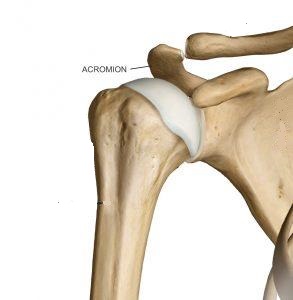 acromion