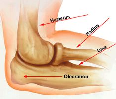 olecranon