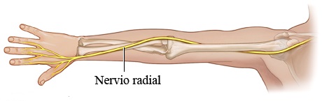 nervio radial